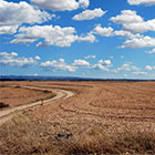 field with dirt road and blue sky